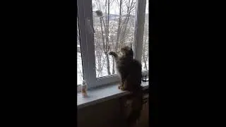 Птичка улетела, но обещала вернуться