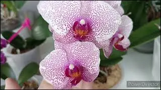 Орхидеи на Восточном окне🌿🌺Продолжение!