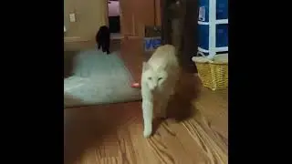 Baby and Lucky attack!