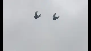 Николаевские голуби с торцовым полетом, февраль 2019 года / Pigeons