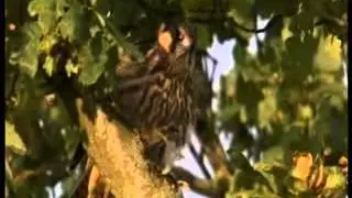 BBC Autumnwatch 2014 - Episode 4 Part 3