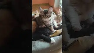 Мур мур мейн-кун #котята #домашниеживотные #котики #котятамейнкун #mainecoon #kitten#маленькаярысь
