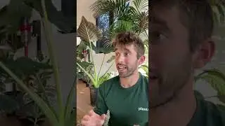 Plant vs Human Pt 8: What is indirect light? #shorts