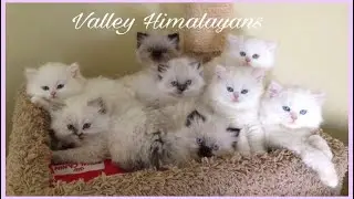 Himalayan kittens playing