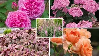 End Of August Garden Tour || Best Plants For Late Summer Color