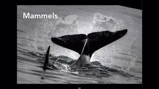 The Nature of Photography