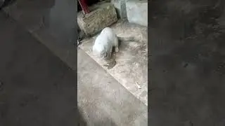 ветчина и китя.