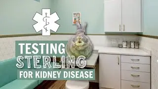 Testing Sterling for Kidney Disease 😰