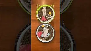 How to Improve Your Cat’s Diet 🥩🐈‍⬛ 