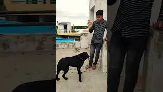funny simba with mambhau!