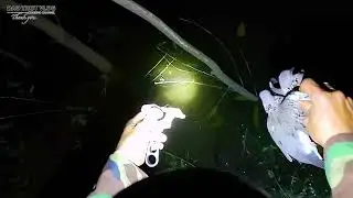 Slingshot Night Hunting: Encountering the Dove Family Again and Choosing Not to Shoot