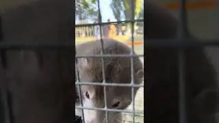 НОРКИ Ставропольские