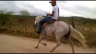 Cavalo esquipador a venda!