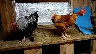 Дела хозяйские. Вместе веселее👫Свиньи, куры, коровки и бычки. Жизнь в деревне.