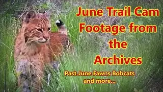 June Fawns, Bobcats and More....
