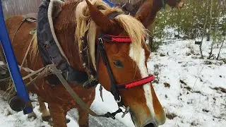 В ЛЕС НА КОБЫЛЕ ЗАРИНЕ/ОХОТА НА ЗАЙЦА С ЭСТОНСКИМИ ГОНЧИМИ