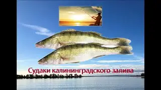 Судаки калининградского залива