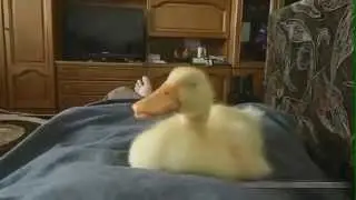 Утенок прикольно храпит