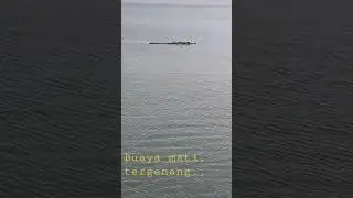 Buaya mati, tergenang...