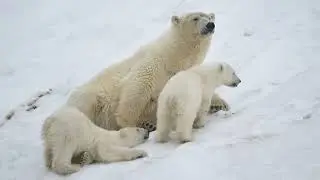 Happy Family