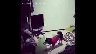 Crazy Dog
