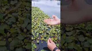 Хочешь купить поплавки,ссылка в описании под видео.
