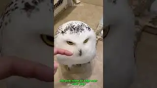 Shocking Reason Why Owls Dominate Night Skies