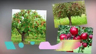 Июнь. Список дел на июнь. Памятка для дачника | Календарь Садовода