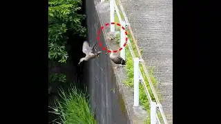 Mother training baby duck  (& father)