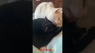 Yin & Yang #cat #cats #catlover