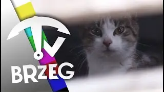 KOTEK URATOWANY PRZEZ STRAŻAKÓW 🐱🚒