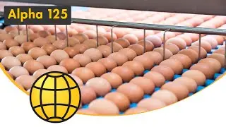 Egg grader - The Alpha 75-125 - The compactness and cleanability you need