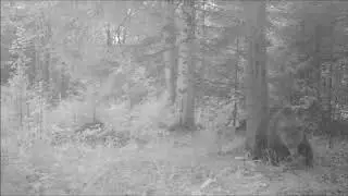 Медведь Ферапонт Висимский заповедник 12 09 17