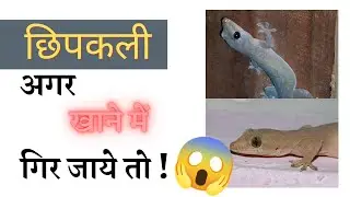 lizard in food ! घरेलू छिपकली खाने में गिर जाऐ तो || छिपकली में जहर होता है ?