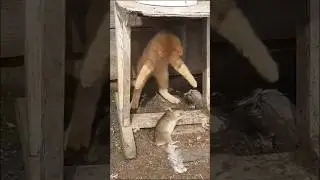 Курс молодого бойца #деревня #котенок #shorts