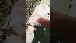 кот благодарит меня