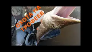 ЩУКИ МОНСТРЫ . КАК ПОЙМАТЬ ТРОФЕЯ .ПОДРОБНАЯ ИНСТРУКЦИЯ .