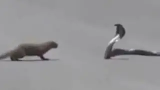 Бой мангуста с коброй. Combat mongoose with cobra.