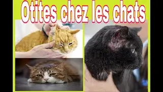 Otites chez les chats : causes, symptômes @vétoszone