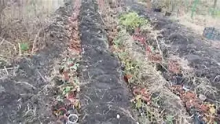 Wintering plants in containers. Digging seedlings for the winter