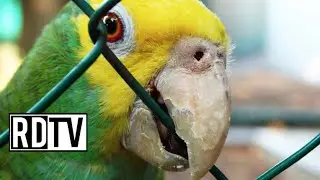 Arrestan a perico por insultar a una anciana