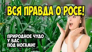 КАК ОБРАЗУЕТСЯ РОСА