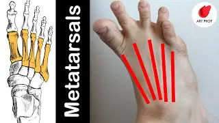 BEST Way to Learn Anatomy of the Feet for Artists