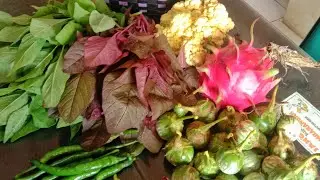 PETIK ANEKA SAYURAN PASCA LEBARAN, SERU‼️‼️‼️‼️
