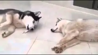 Разделили по-братски! -))