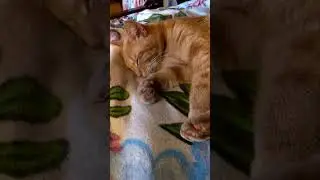 Авраамчик впервые в жизни пришёл домой из самоволки.😻🤫