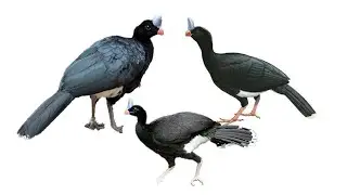 3 Species of Curassow Birds | Genus: Pauxi, Family: Cracidae | Critically Endangered