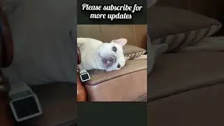 Cute puppy's sleeping time #cutepuppyssleepingtime #cutepuppysleepingoncouch #cutepuppy #lazypuppy