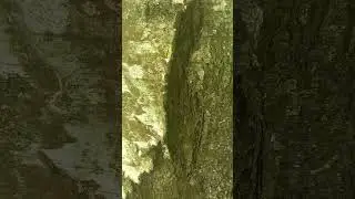 Одинокий волк воет на луну.