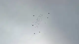 Николаевские голуби Крым.